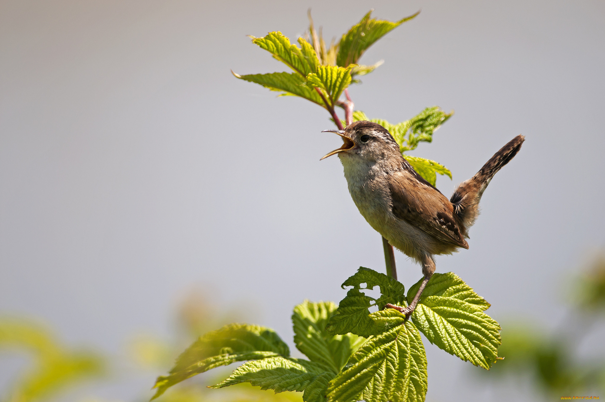 Птица назад. Wren. Птички в крапиве. Птицы раньше. Wren перевод птица.